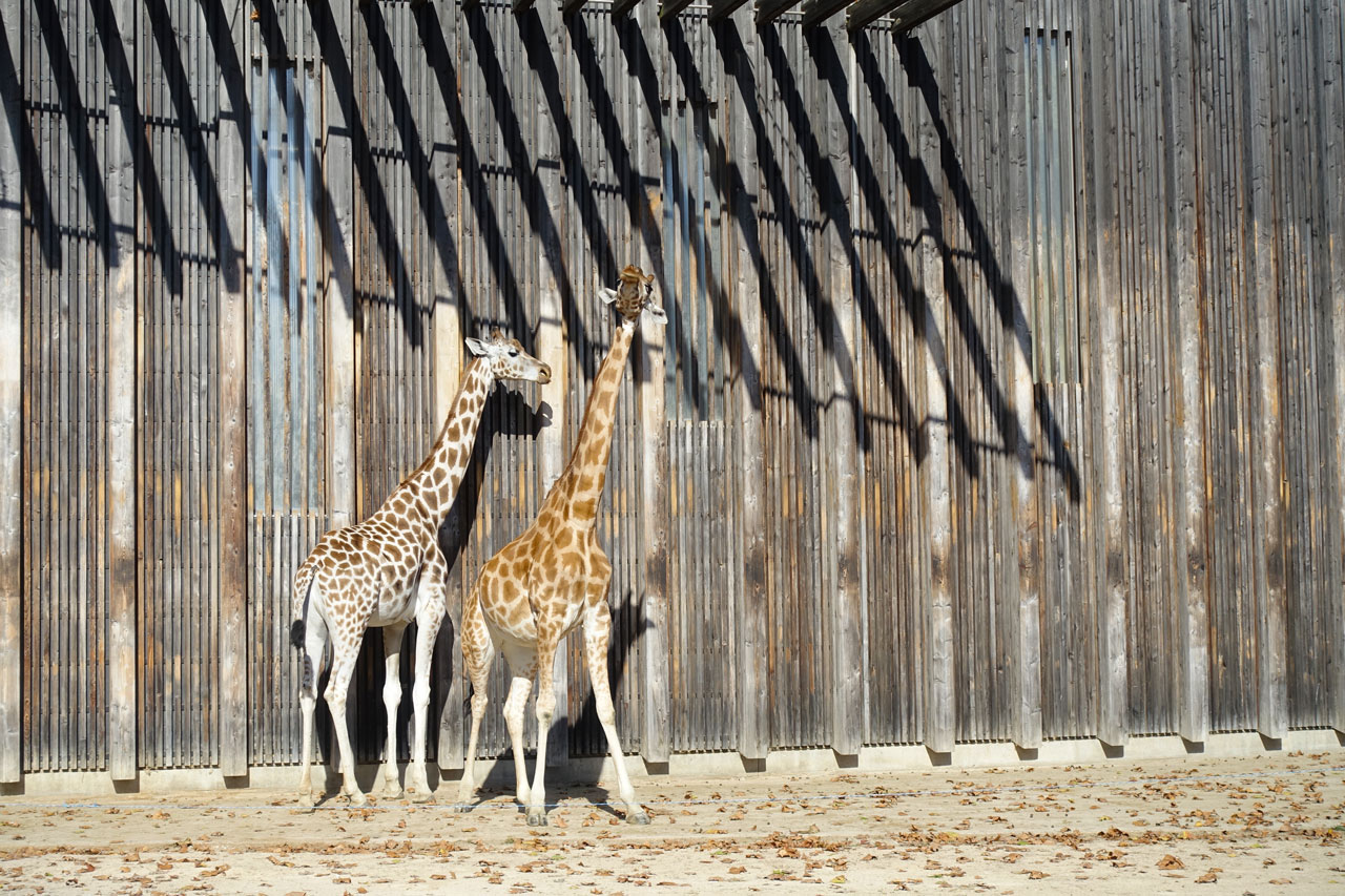 Lyon Tierpark Giraffen