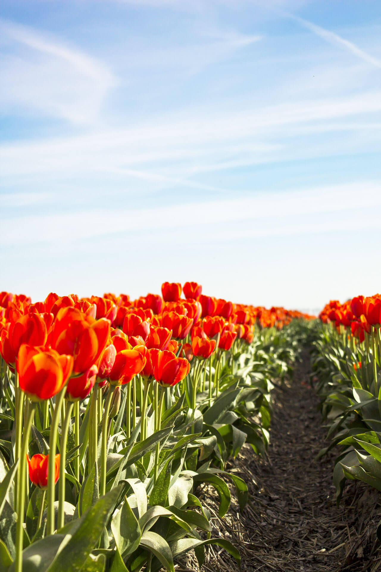 Wohin Zur Tulpenblute In Holland Ronnyrakete De