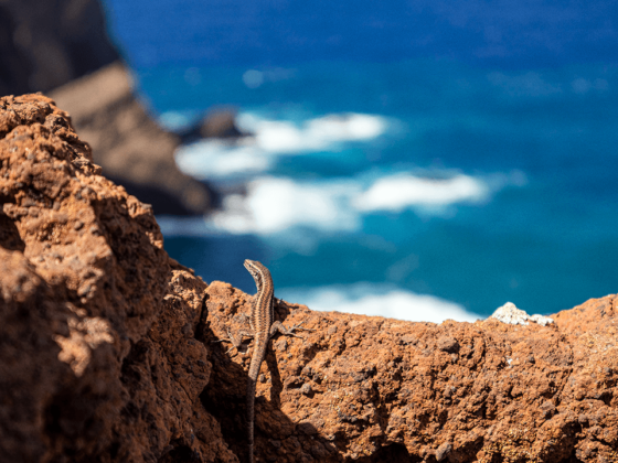 Madeira Tipps: Wandern auf den Klippen Sao Lourenzo