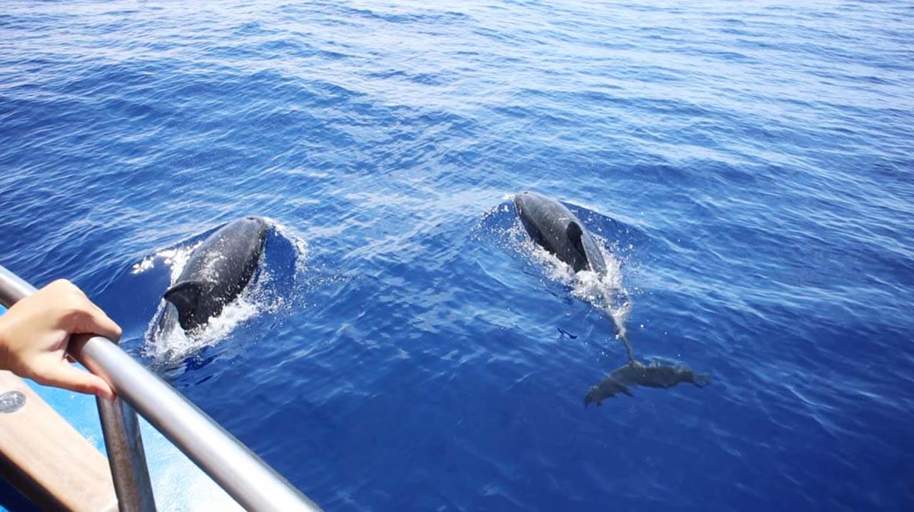 Madeira Tipps: Whale Watching